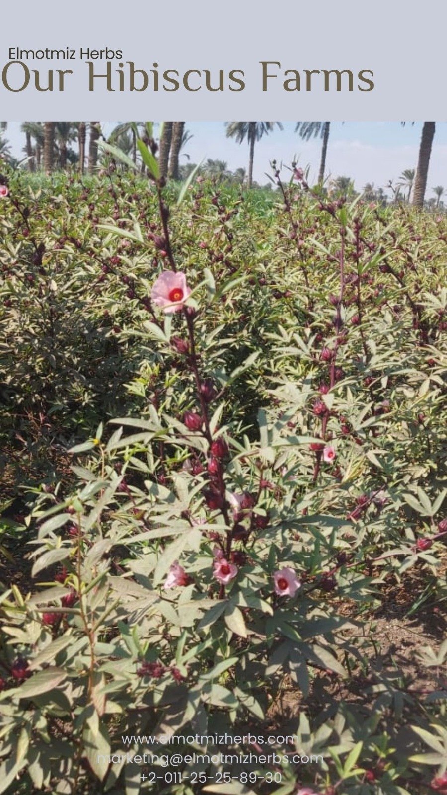 Elmotmiz Herbs — El-Fayoum farm fields
