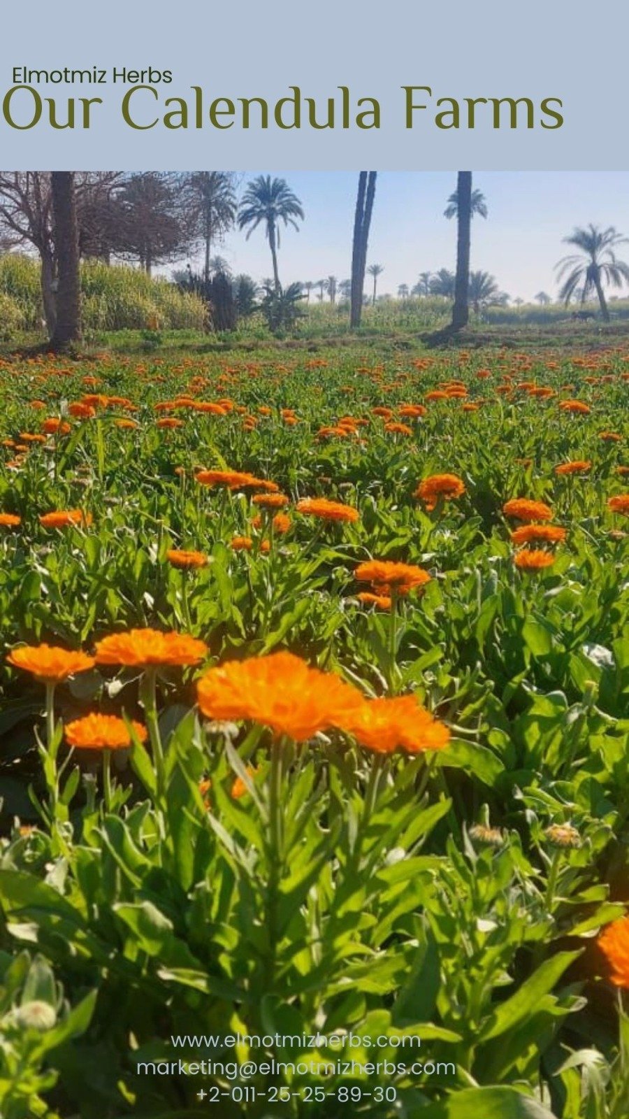 Elmotmiz Herbs farm