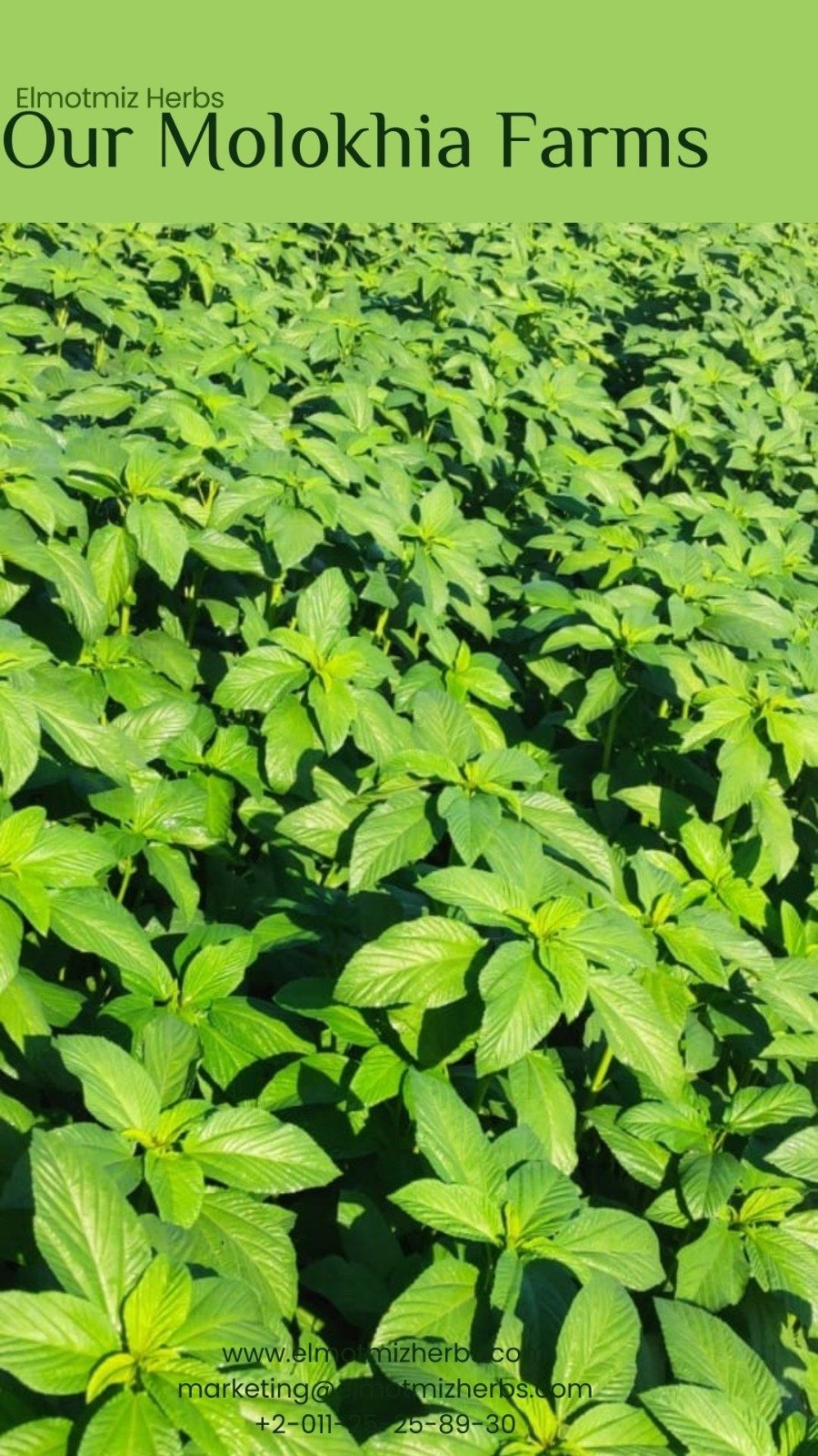 Elmotmiz Herbs farm