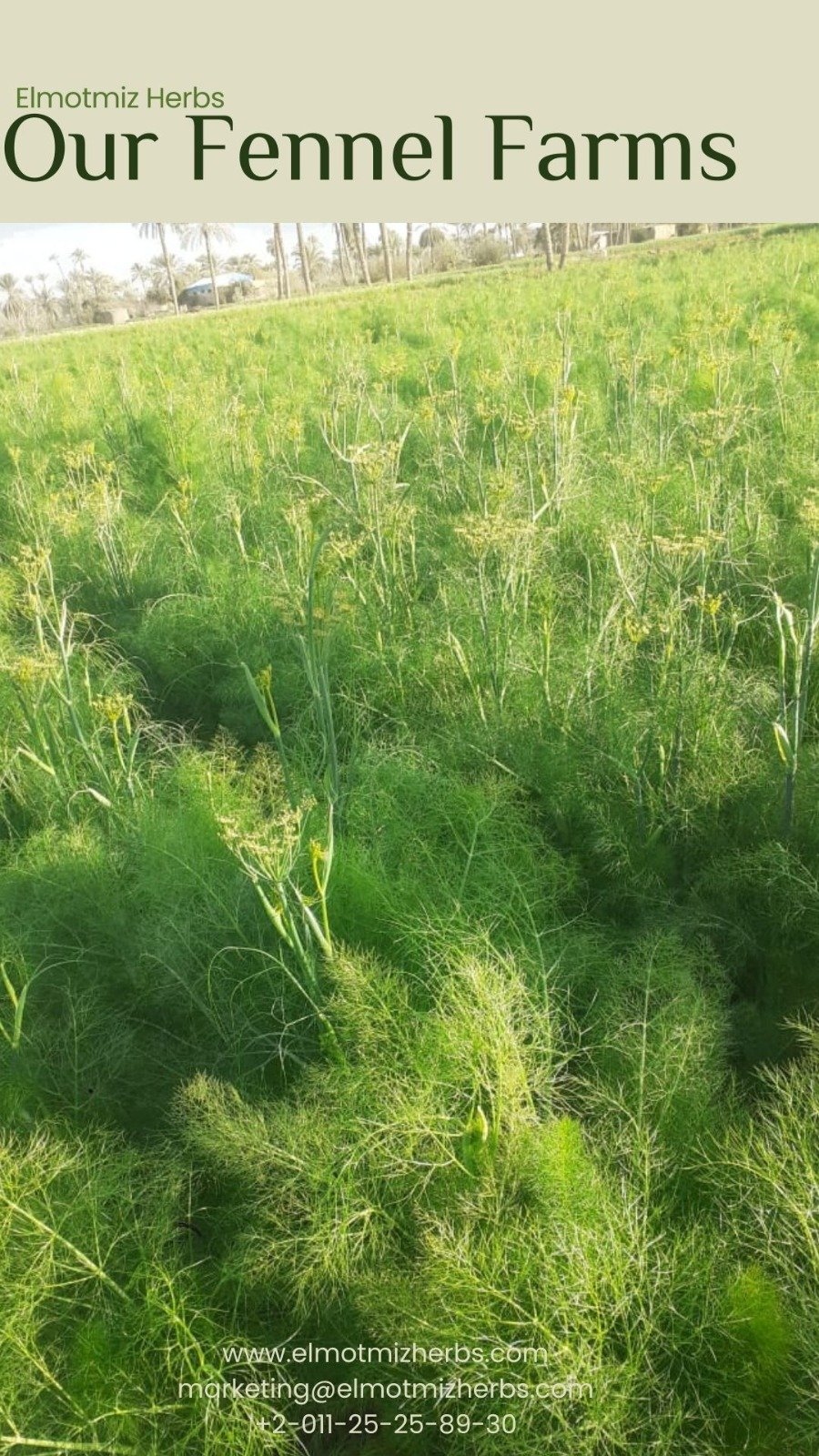 Elmotmiz Herbs farm